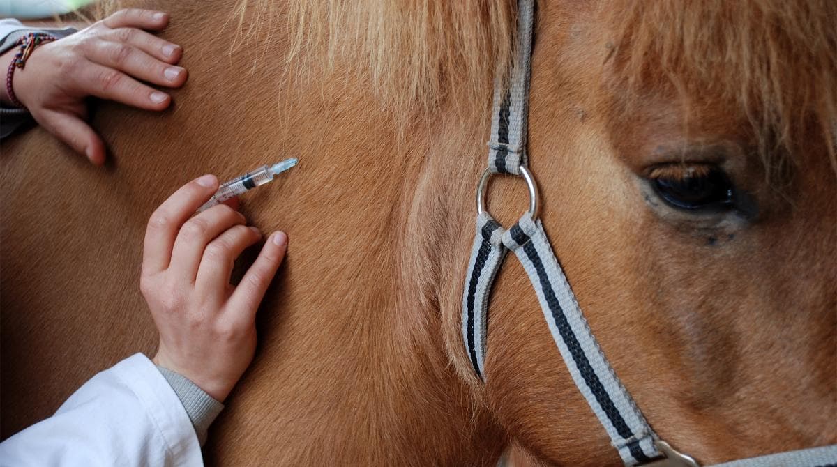 Hästägare kan tycka till om veterinärservicen