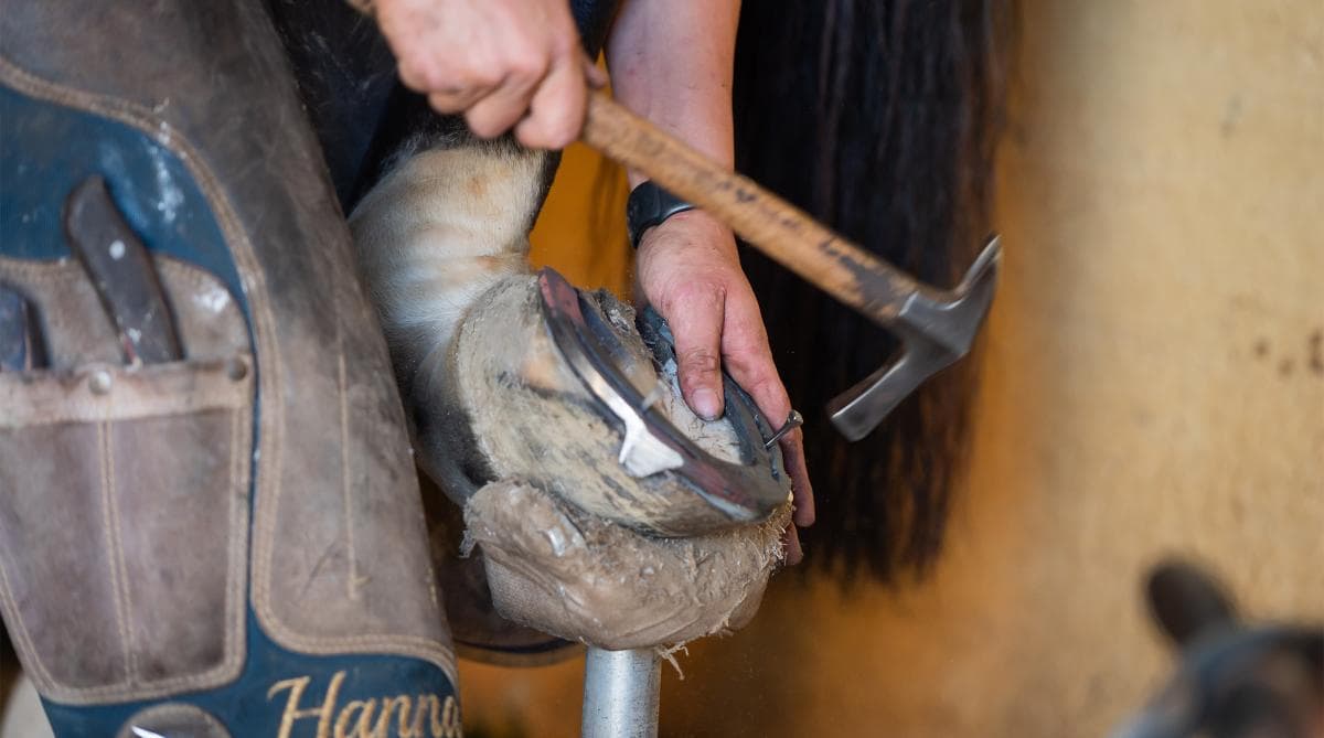 Hovslagarbrist påverkar hästägare i Skåne