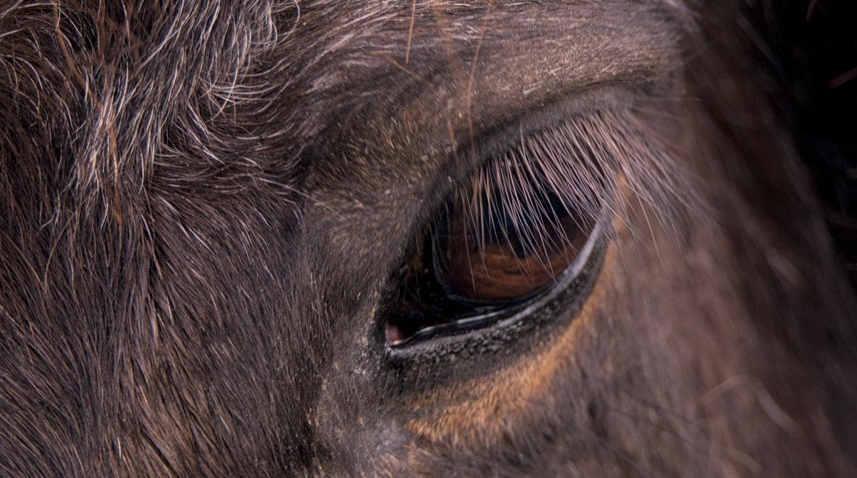 Ponnyn Mira attackerades i hagen – fick över 30 bettskador