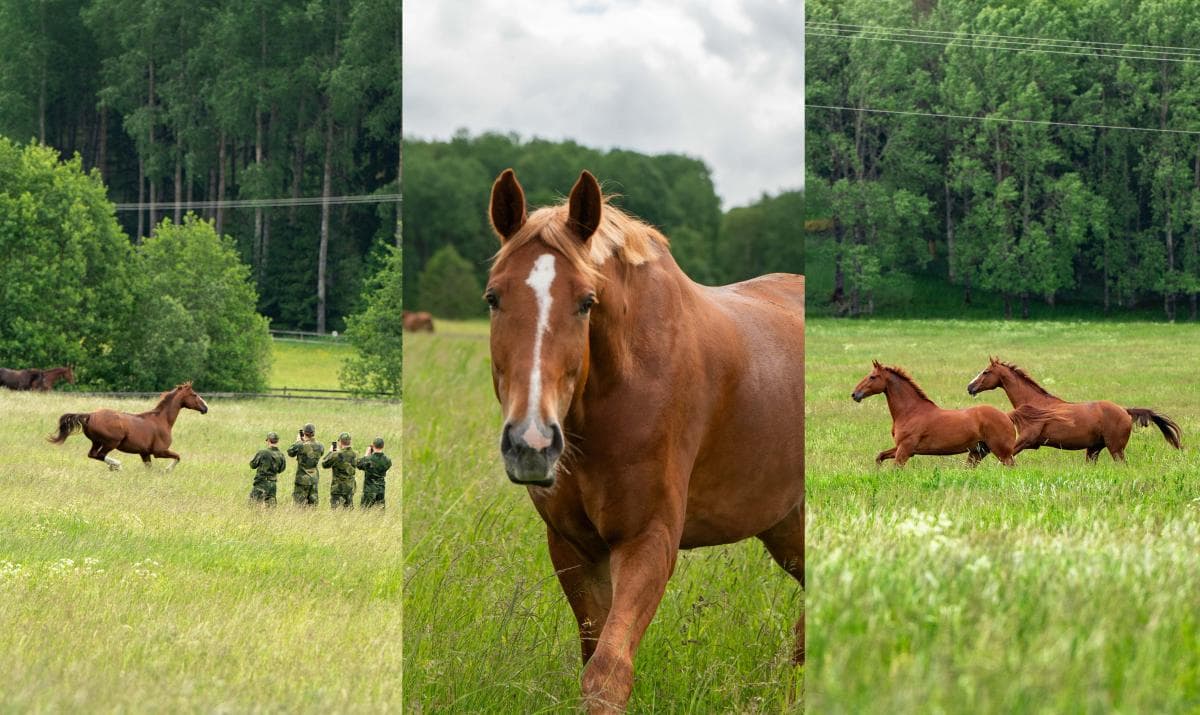 Sommarlov för högvaktens hästar – se bilder från utsläppet här