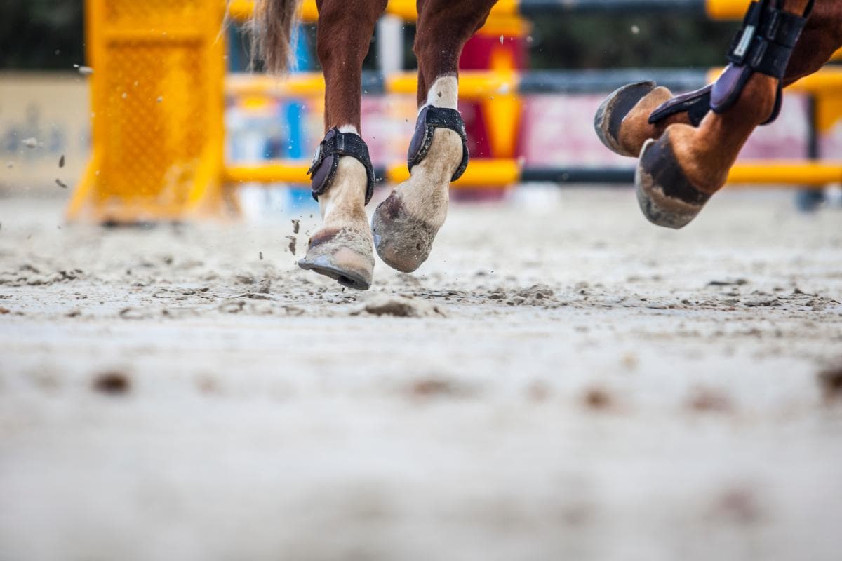 Ponnyernas mästerskapsdag – här är lördagens SM-medaljörer