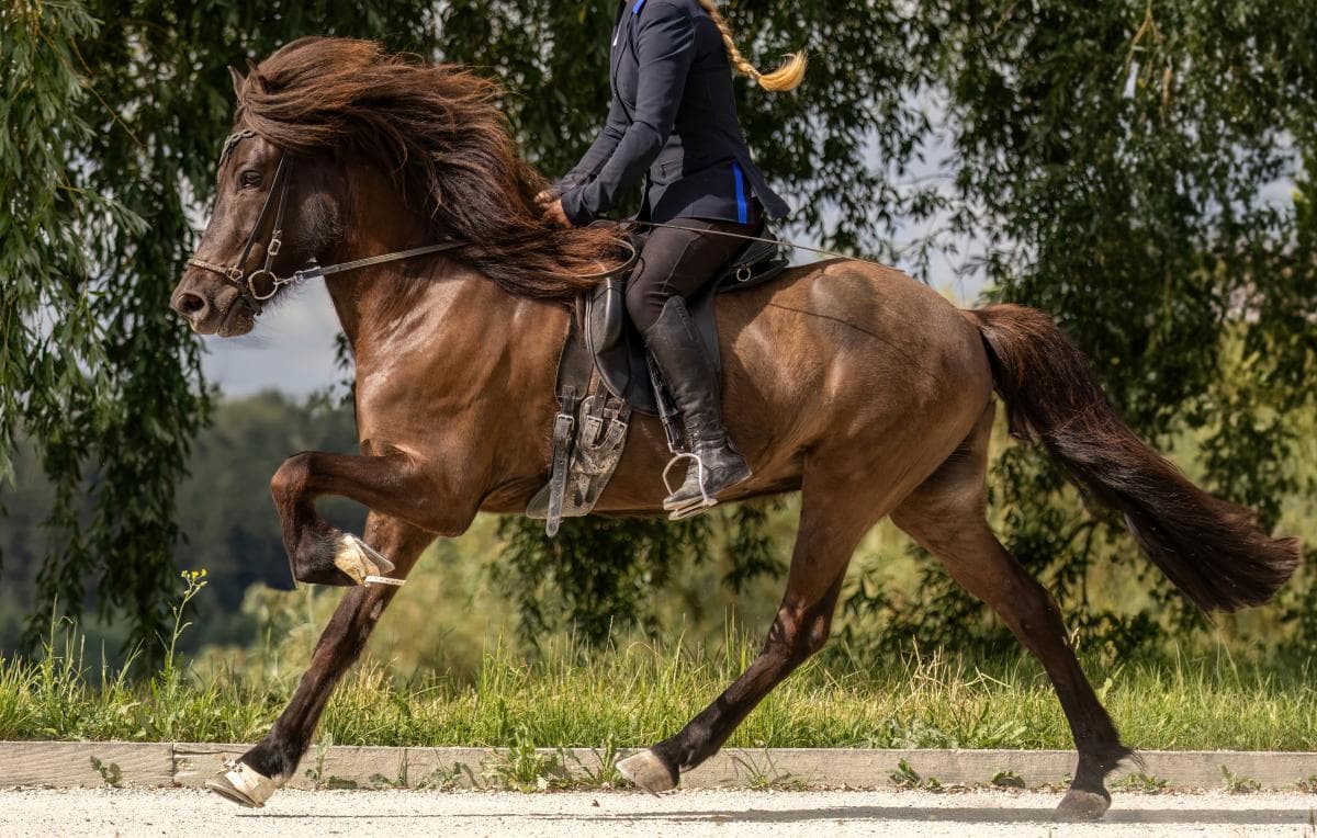 Drömmen blir verklighet – mor och son representerar Sverige tillsammans