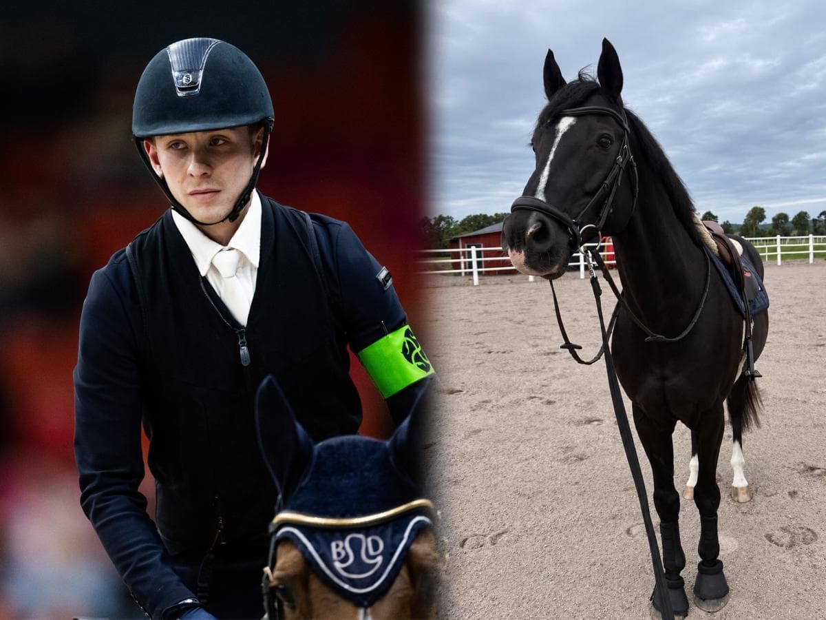 Mr Vain har flyttat till Viktor Edvinsson: “En helt otroligt trevlig häst”