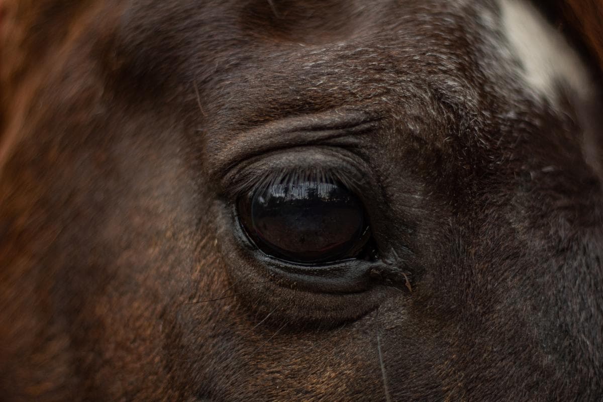 Ponnyn låg död i en månad – veterinär berättar om synen på gården