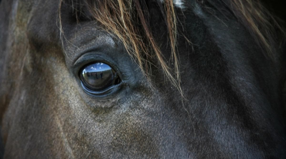 Veterinär hade hästar trots djurförbud