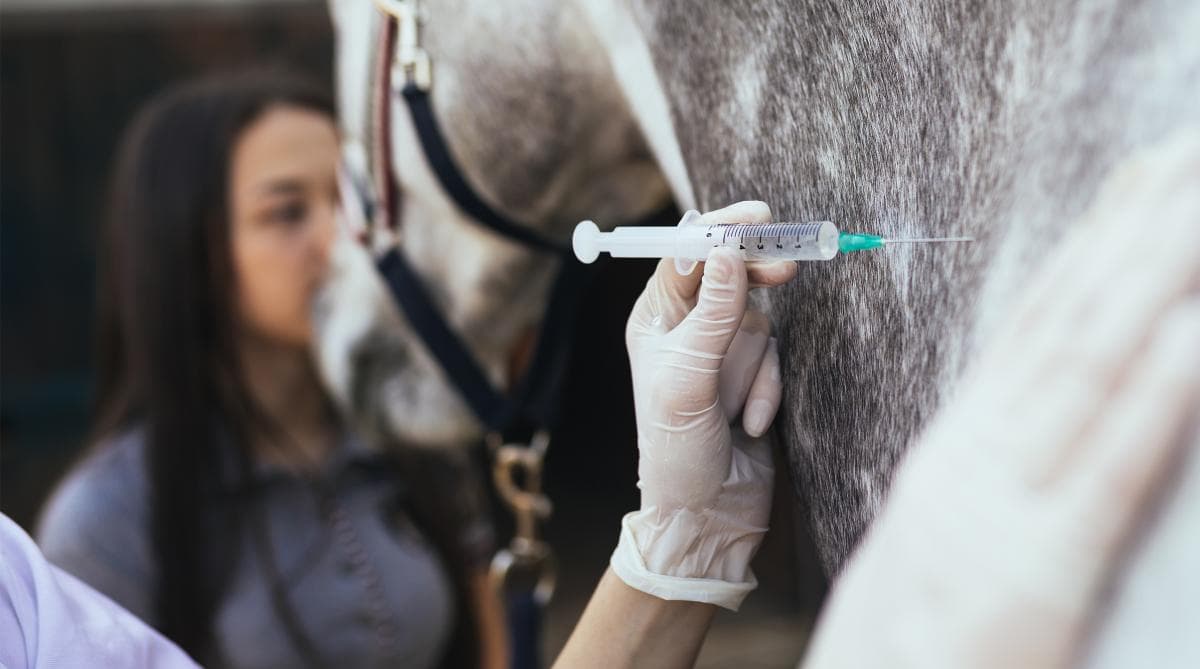 Ny veterinär beredskap i Uppsala och Knivsta