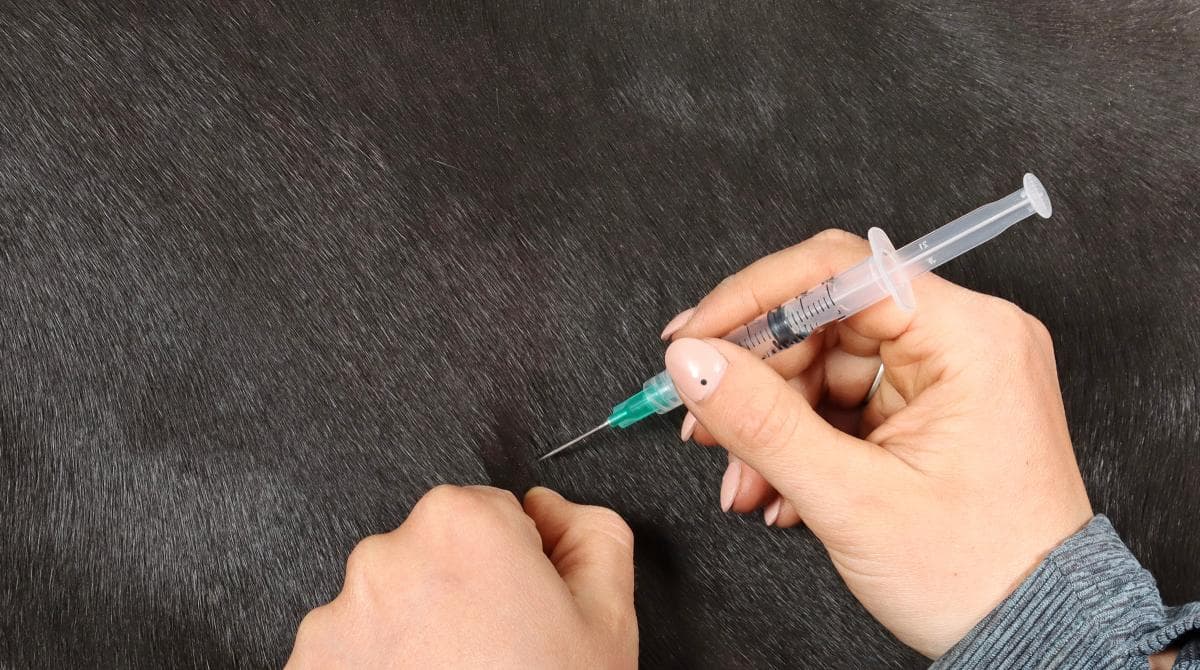Nya svar söks om kvarkavaccin
