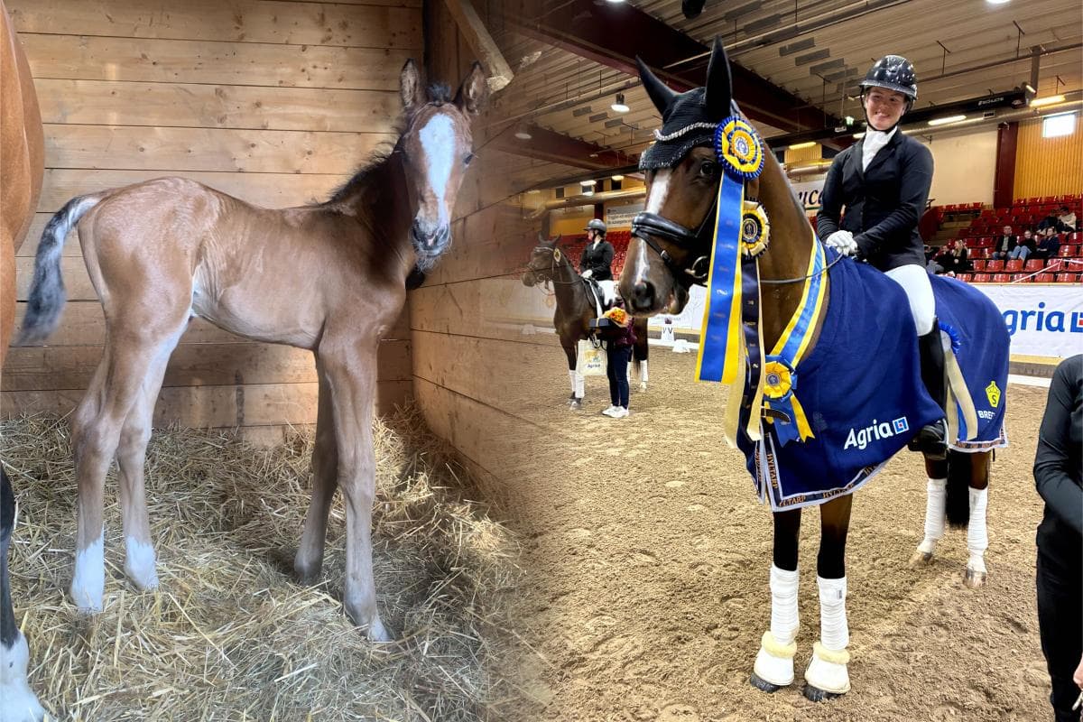 Två raka segrar i Breeders – Myrans uppfödare berättar om vägen dit