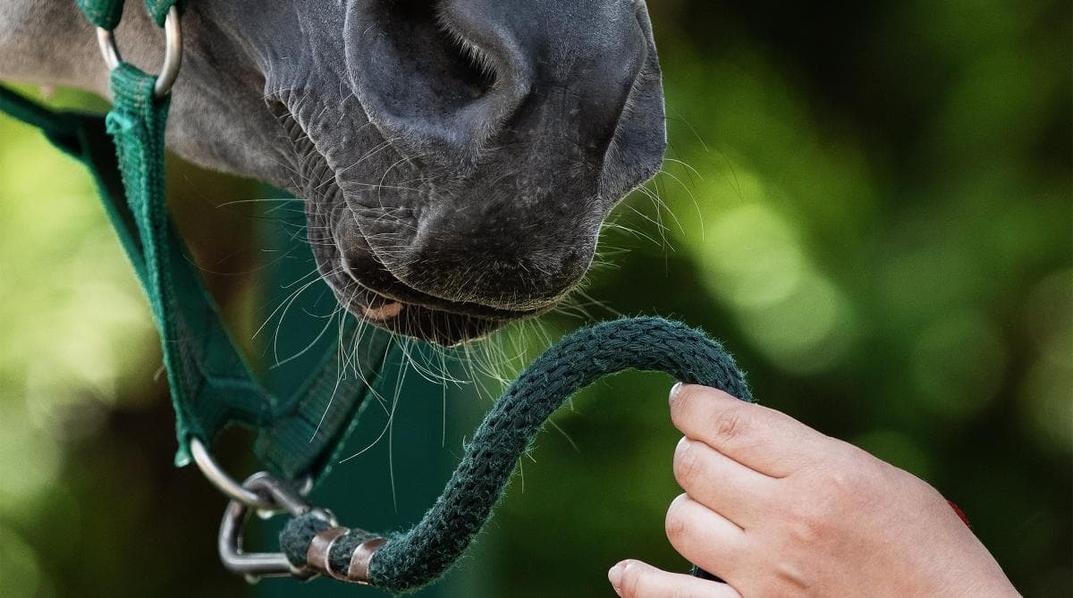 Veterinärchef åtalas för djurplågeri mot två hästar
