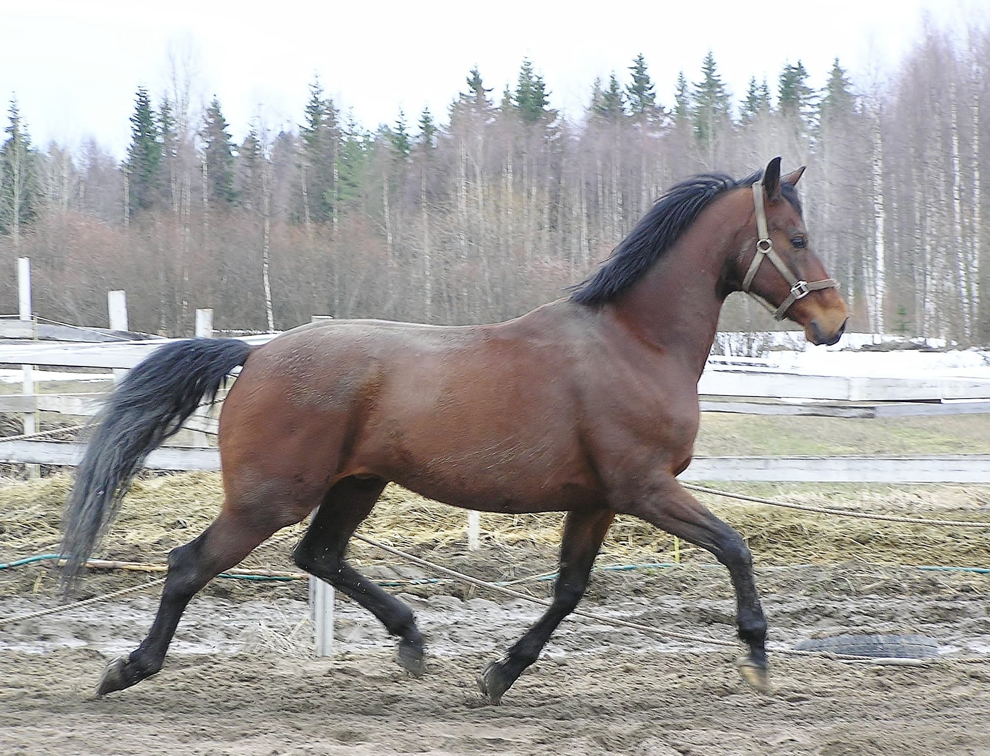 Finskt varmblod