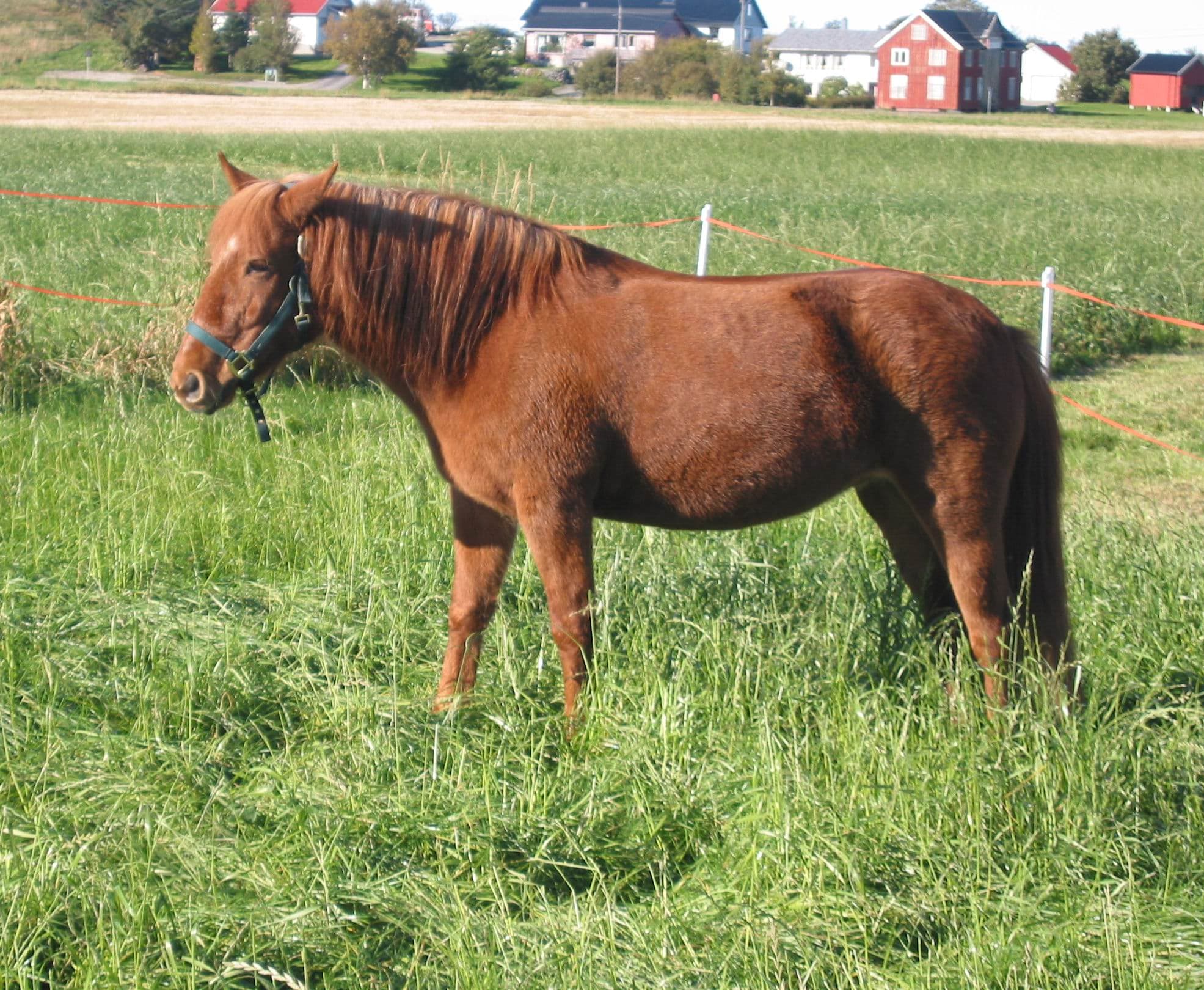 Nordlandshäst