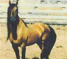 Kigermustang