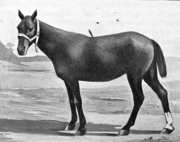 Basutoponny
