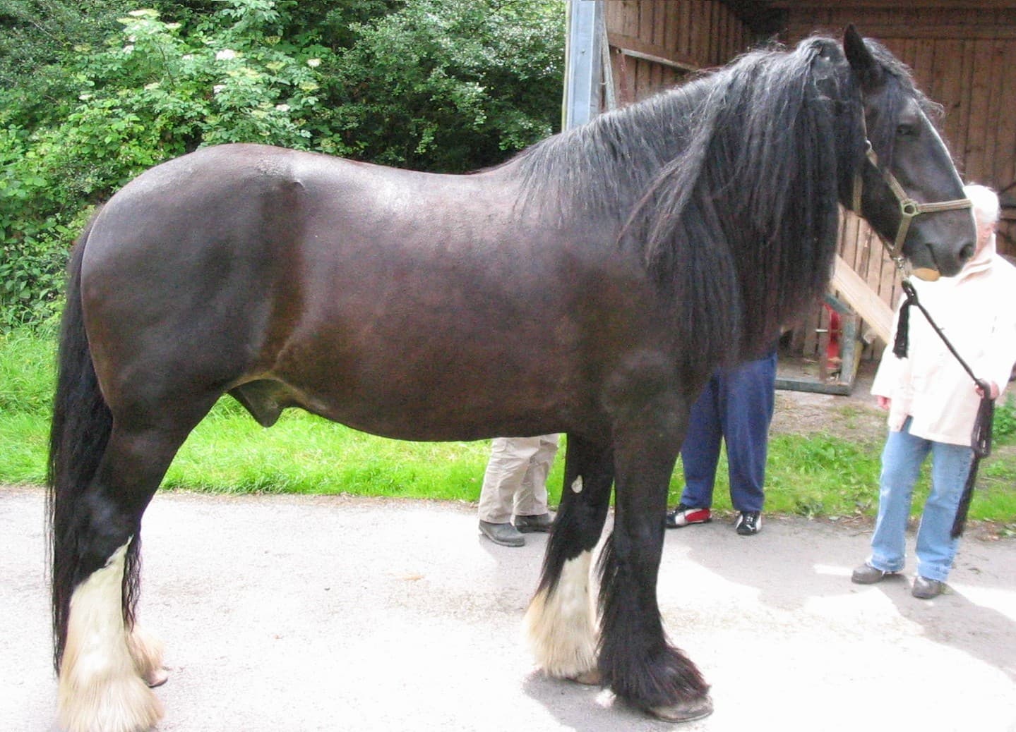 Shirehäst
