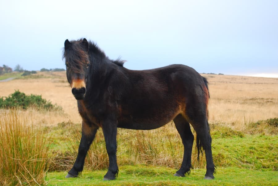 Exmoorponny