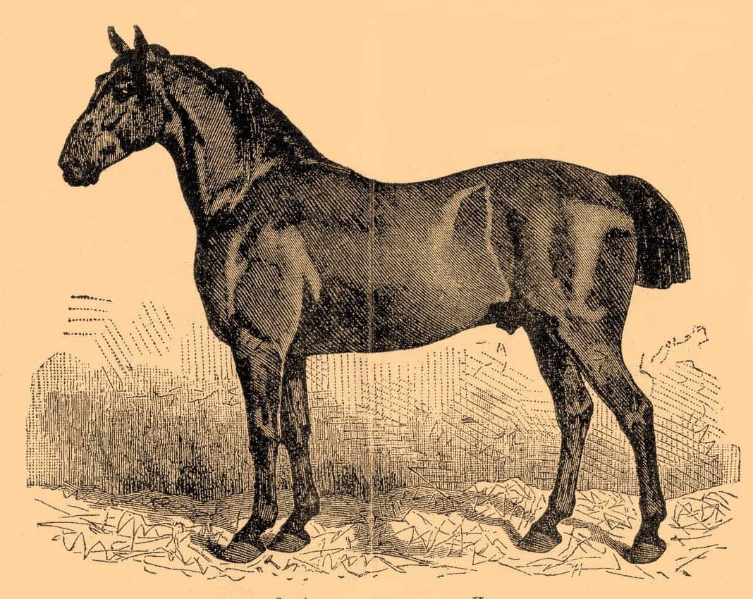Anglonormandisk häst