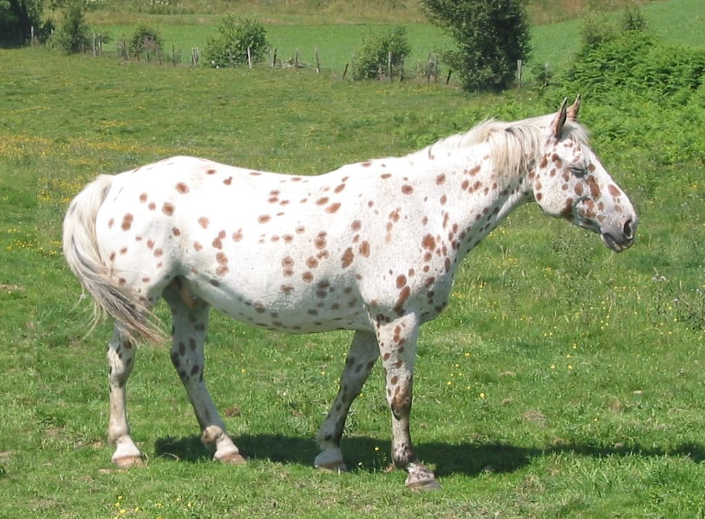 Appaloosa