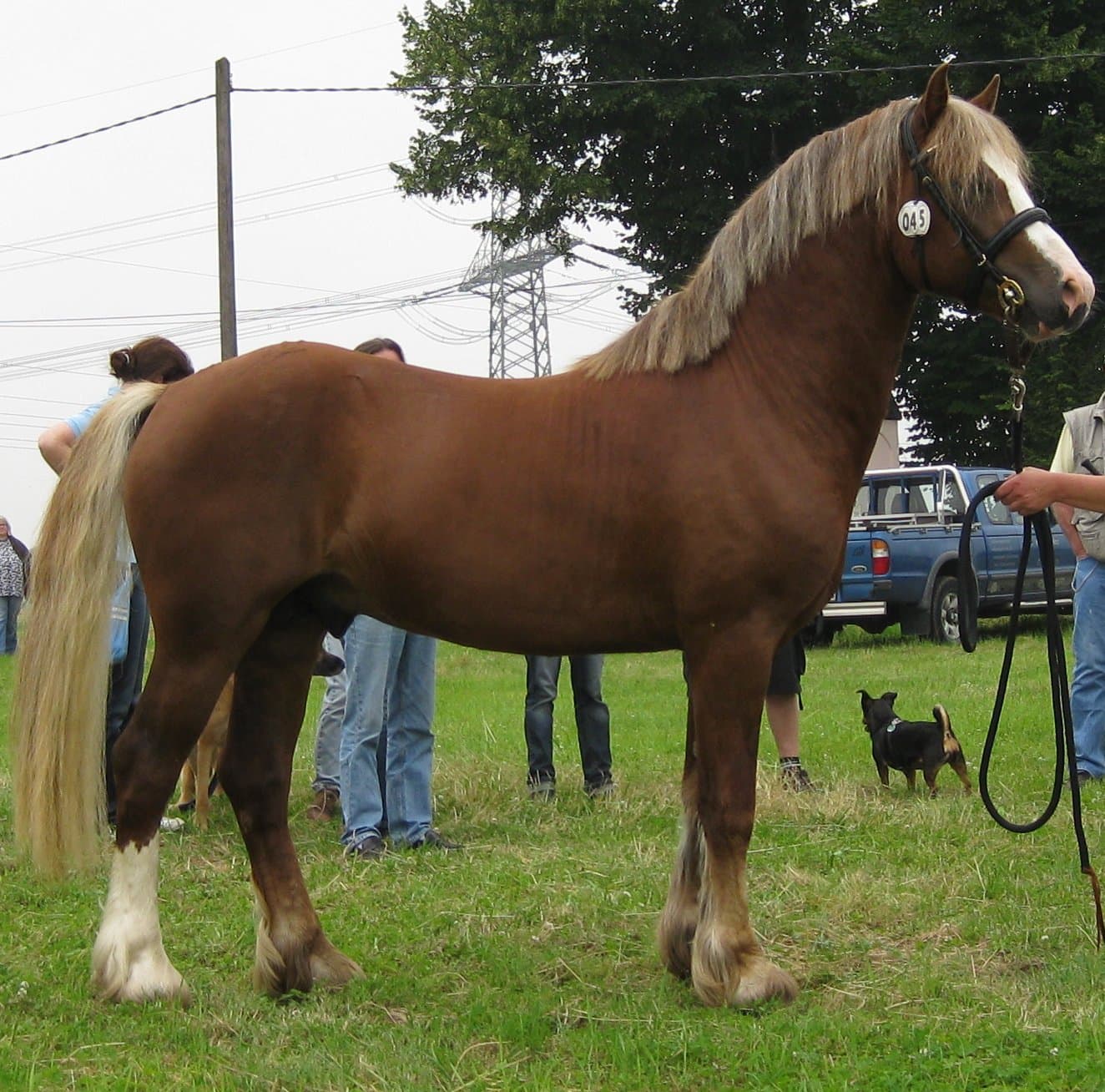 Welsh cob
