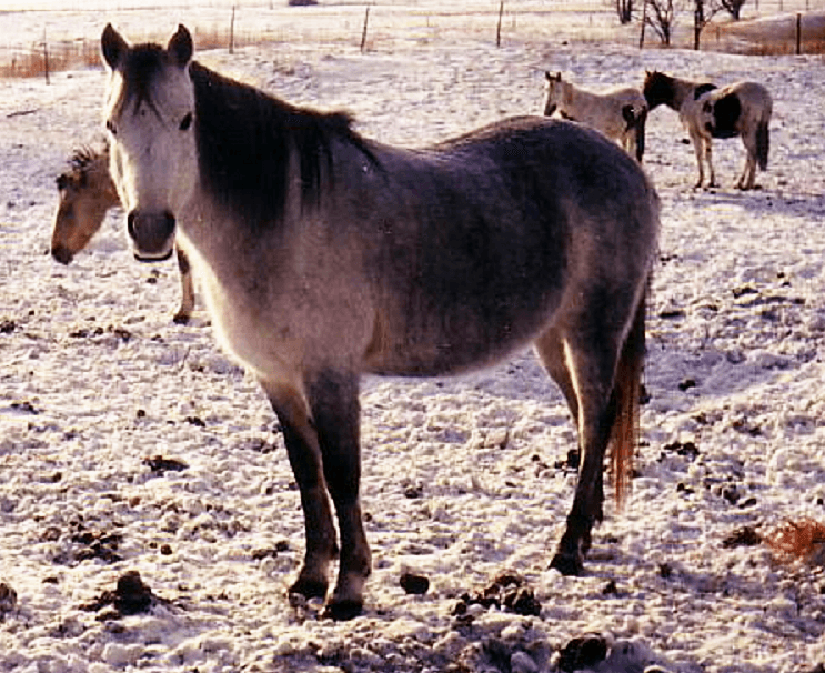 Canadian rustic pony