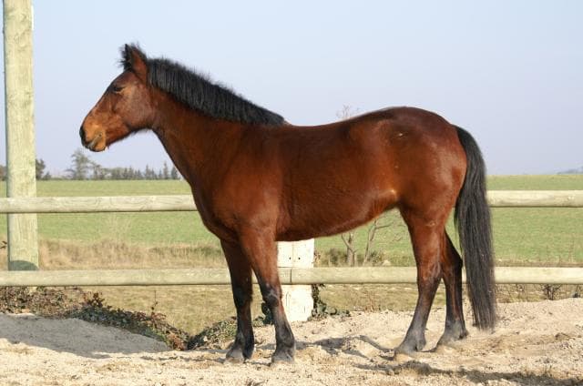 Fransk ridponny