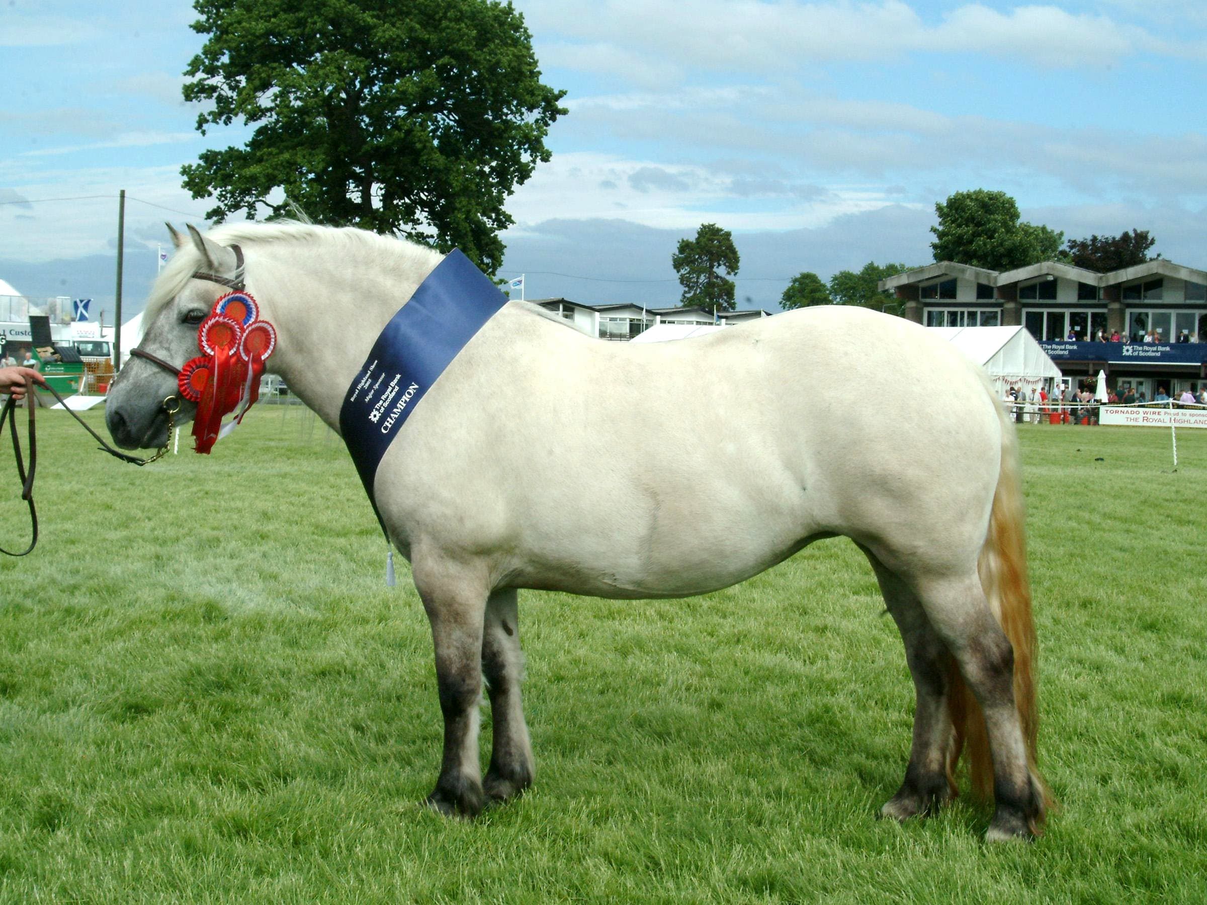 Highlandponny