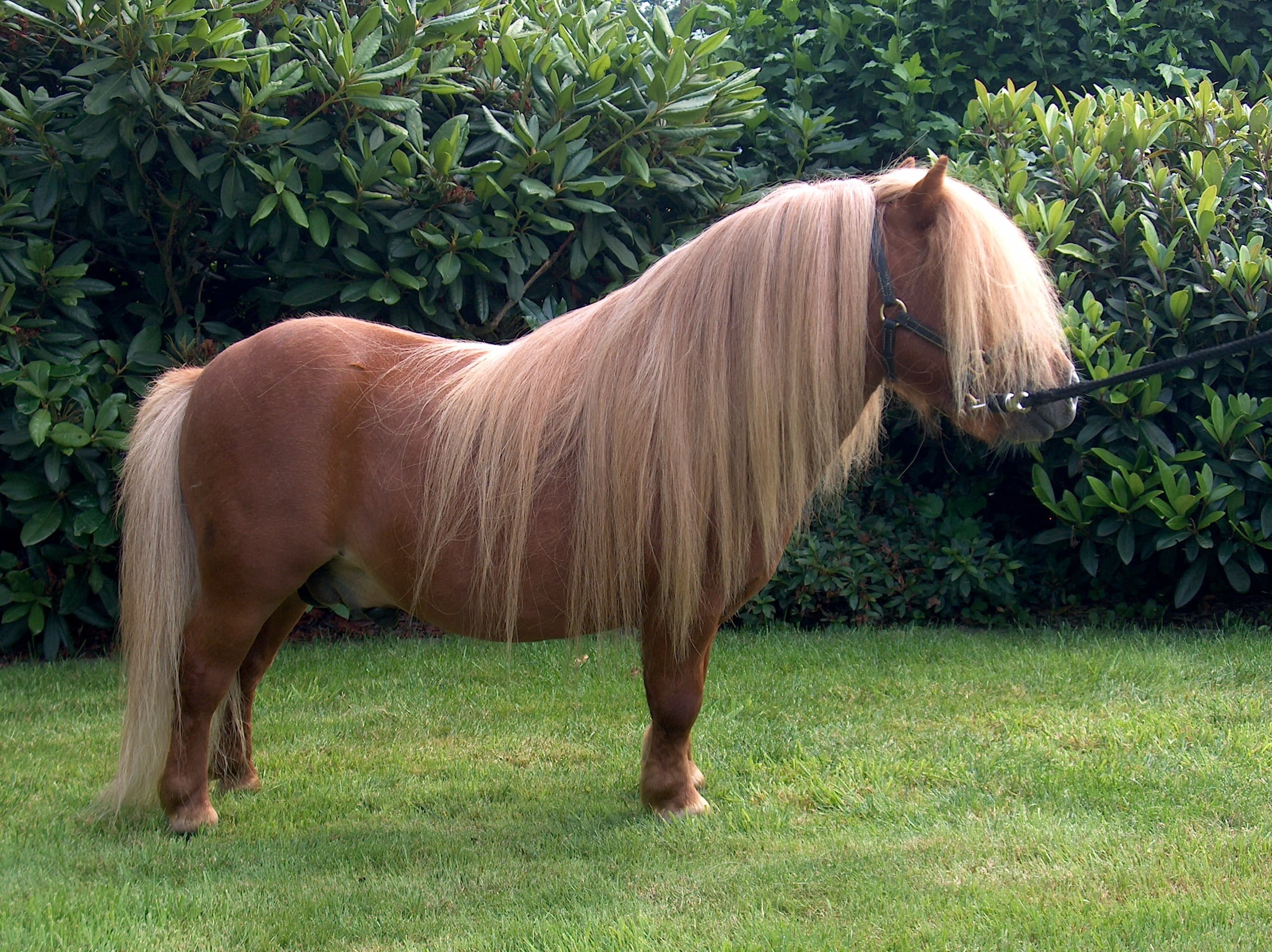 Shetlandsponny