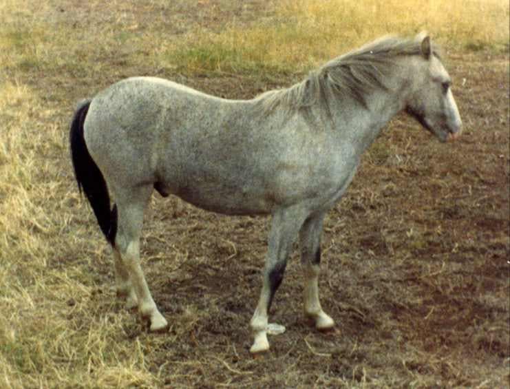 Welsh mountain pony