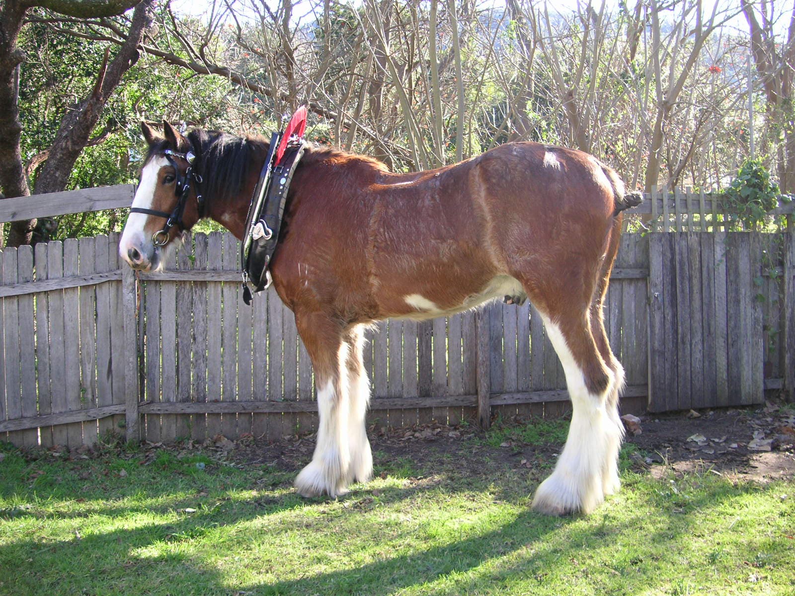Clydesdale (hästras)
