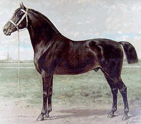 Östfrisisk häst