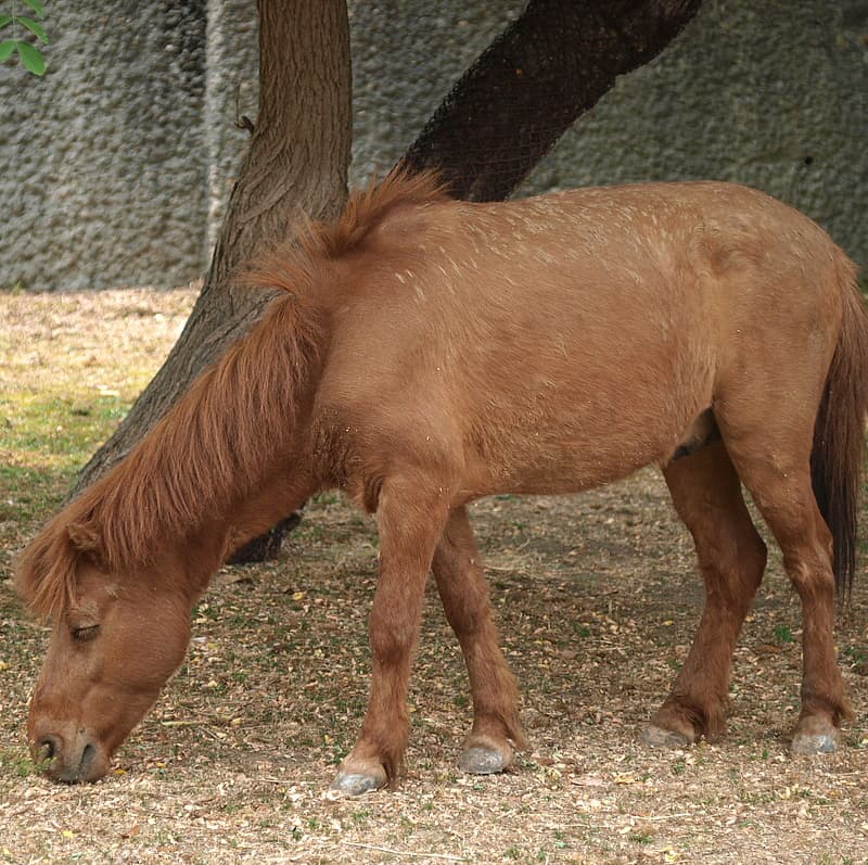 Nomaponny