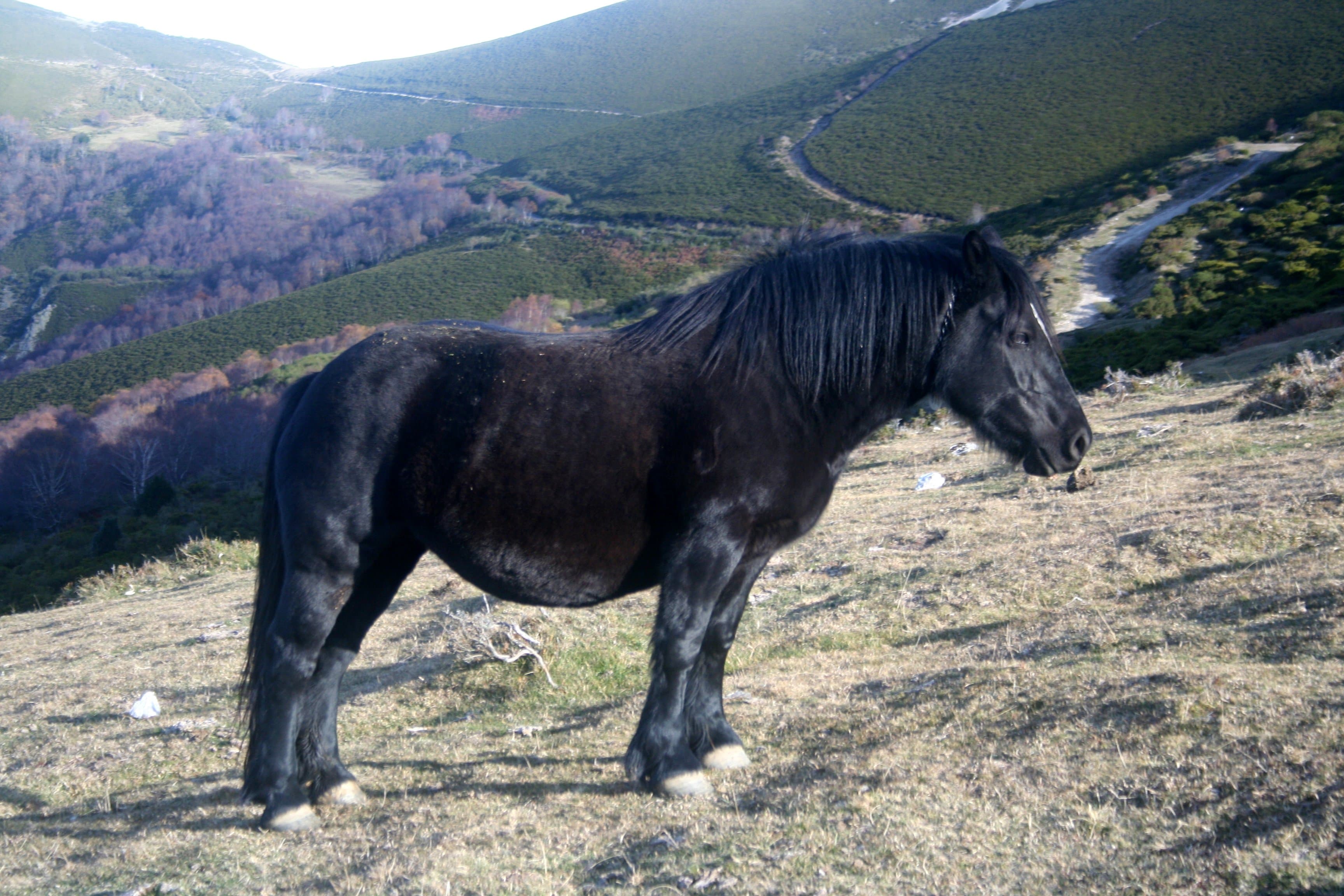 Asturconponny