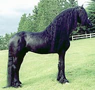 Frieserhäst