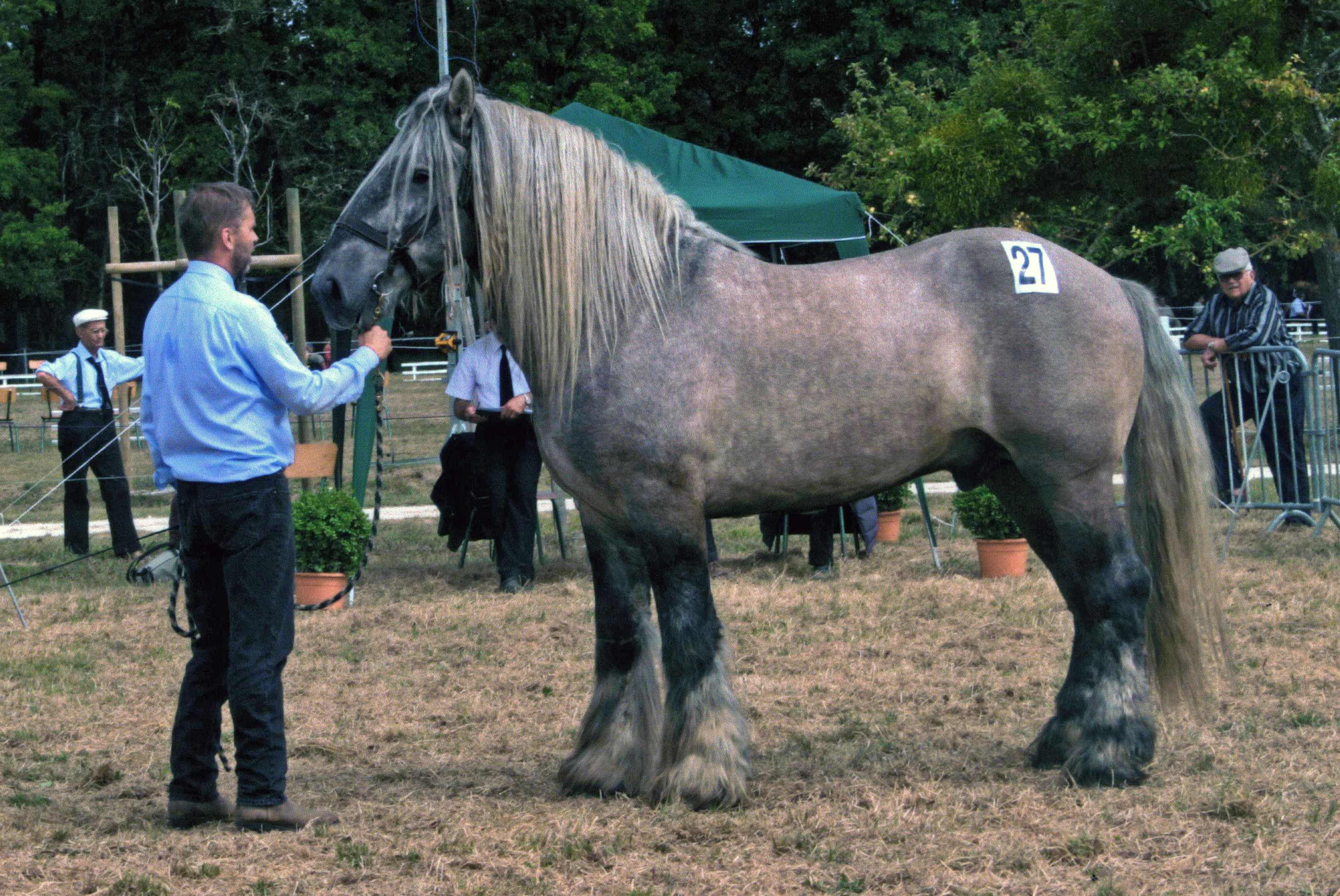 Poitevin (hästras)