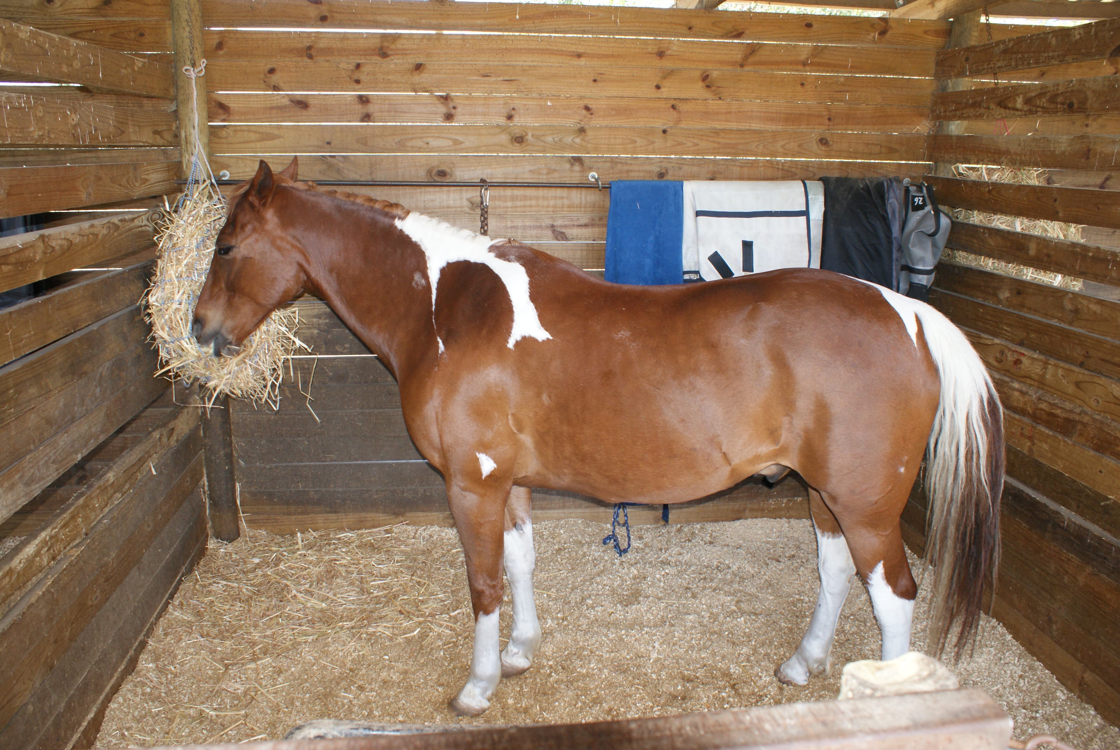 Boerponny