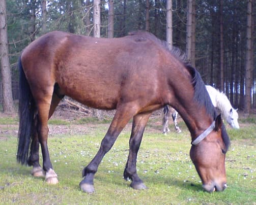 New Forest-ponny