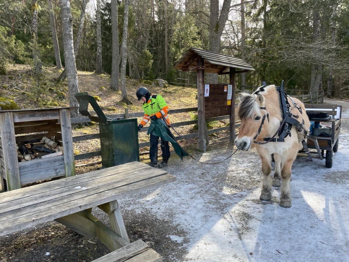 Sara jobbar med hästar i naturvårdsuppdrag