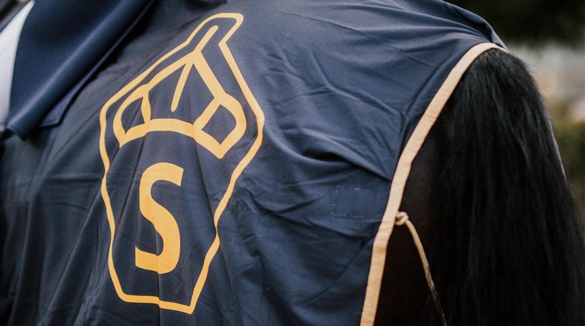 Framtidens sporthäst i fokus på uppfödarhelgen