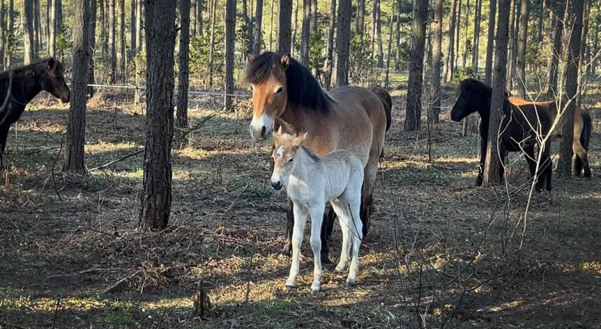 Årets första föl fött på Lojsta hed