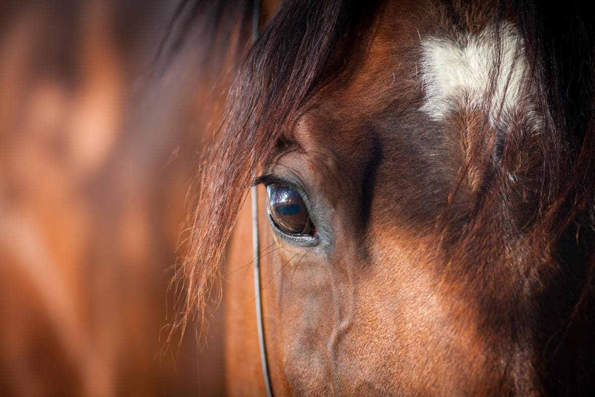 Häst fick lida i månader – nu åtalas ägaren för grovt djurplågeri