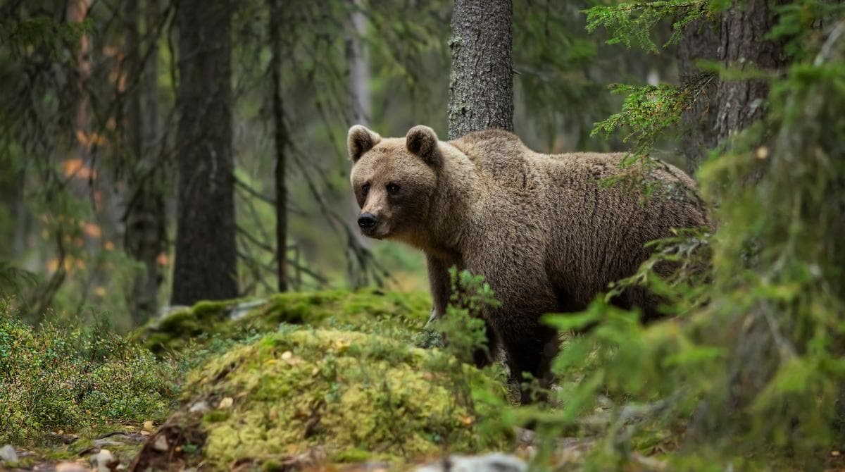 Häst skadad – björn tros ligga bakom