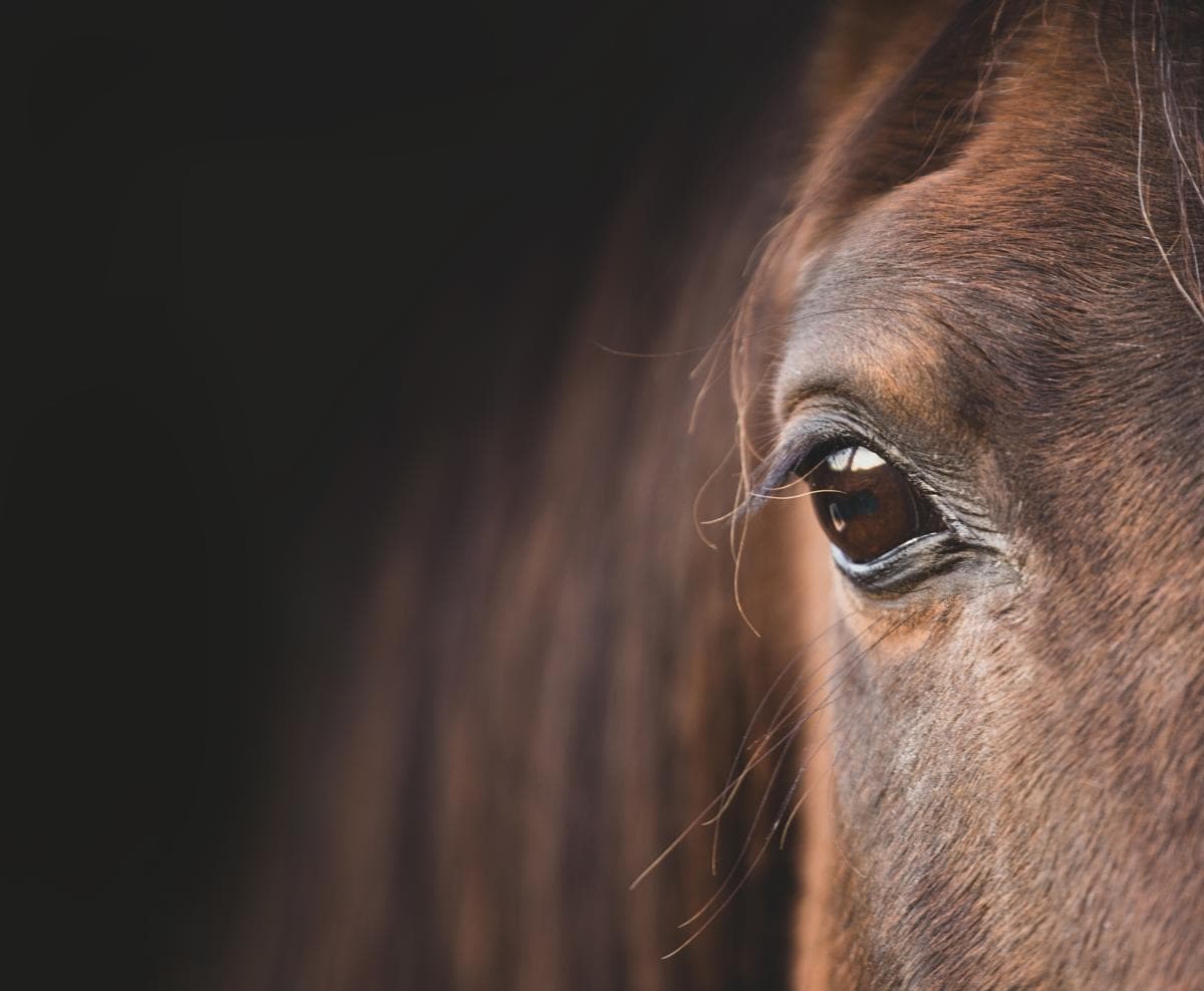 Skadad häst i dike – veterinär och räddningstjänst på plats