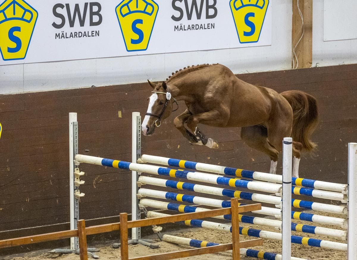SWB om topp 10-placeringen: "Ett fantastiskt kvitto på svensk avel”