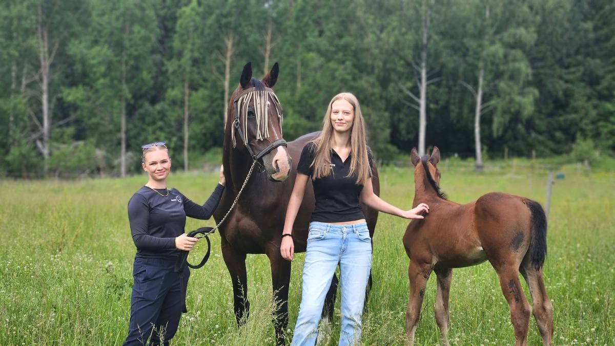 Nordviks avelsprojekt har blivit verklighet – de första fölen är födda