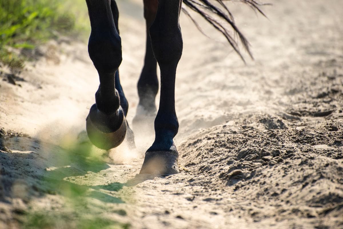 17-åriga Natalie rider själv in sin premierade hingst