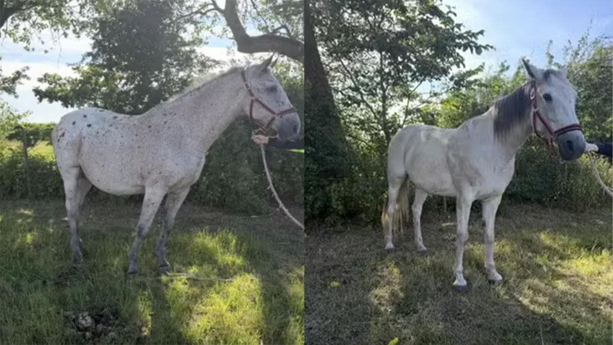 Två omhändertagna hästar söker nya hem via Länsstyrelsen