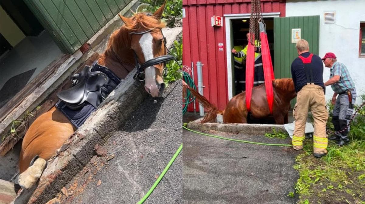 Föll ner i en brunn – räddades med kranbil