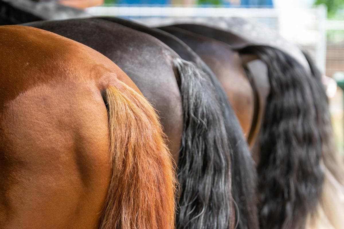 Hästar fick svansarna avklippta – nu tas fallet upp i Efterlyst