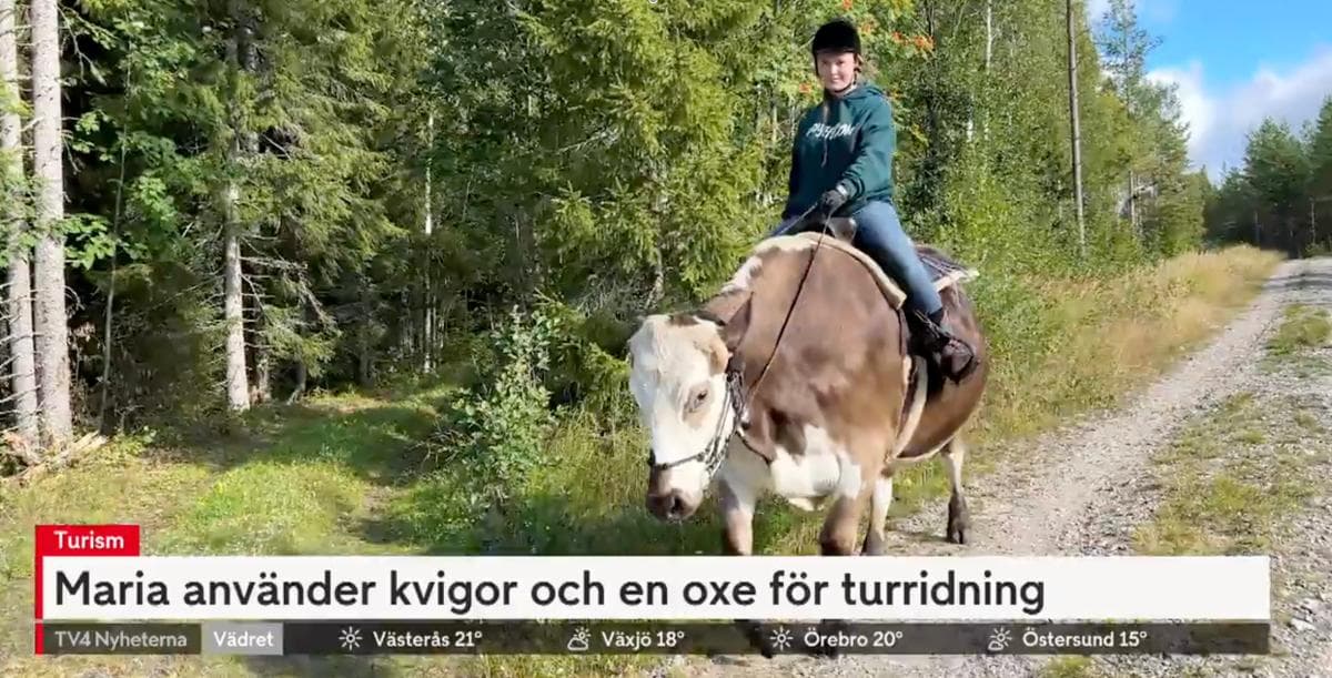 Maria erbjuder turridning på ko – Nyhetsmorgons reporter sitter upp
