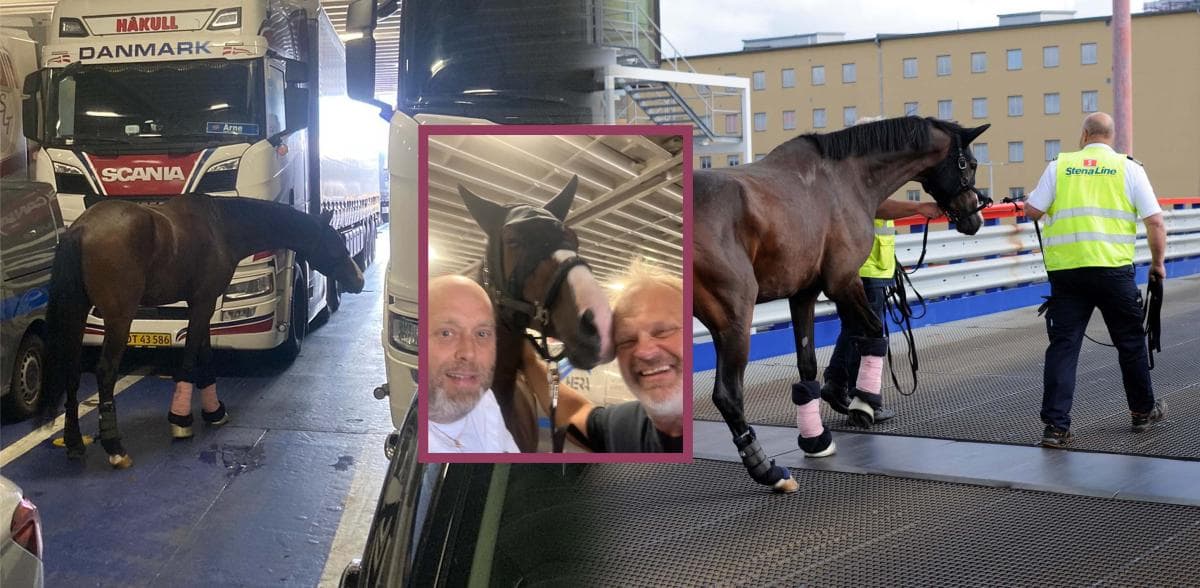 Jackson tog sig ur transport – hittades lös på färjans bildäck