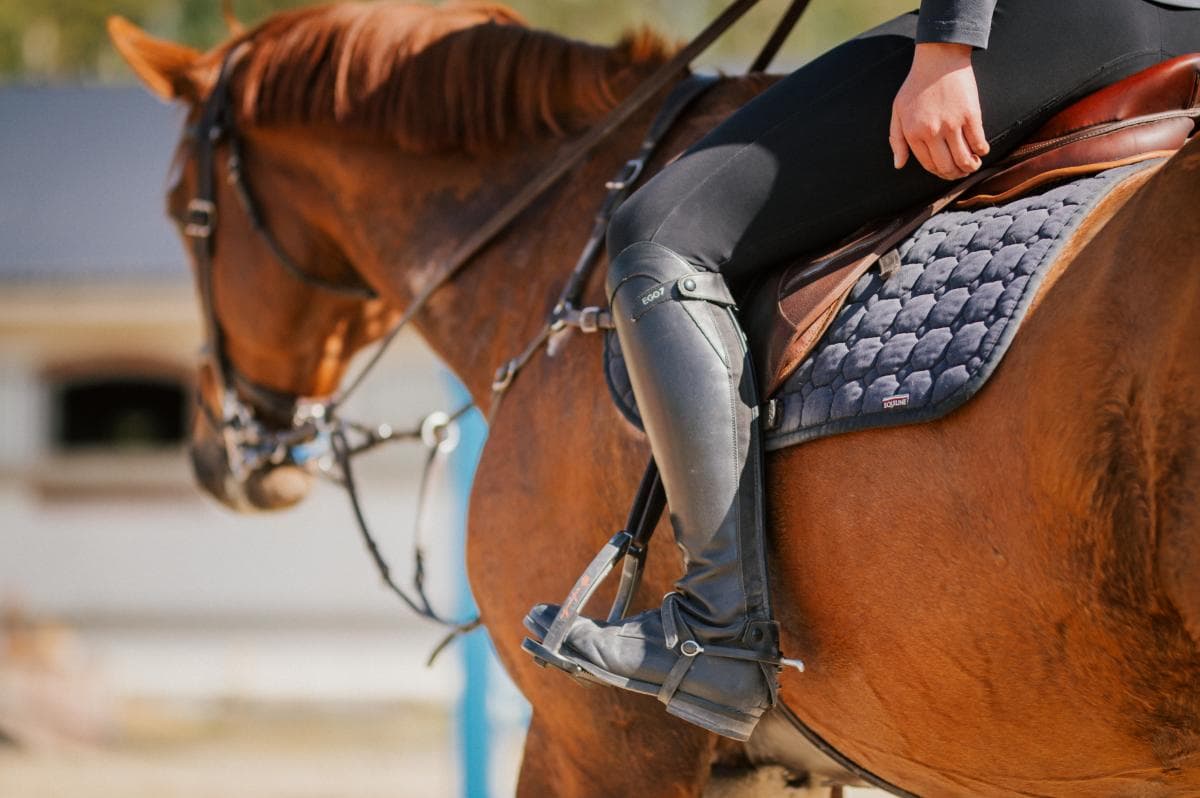 ”What’s in it for the horse?” – frågan ryttaren bör ställa oftare